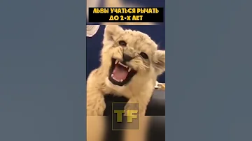 Львята не умеют рычать до 2 х лет