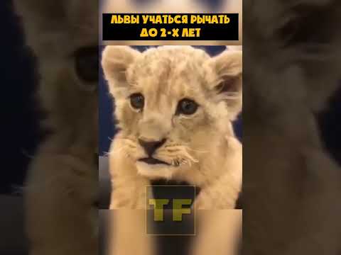 Видео: Почему львы рычат дружно?
