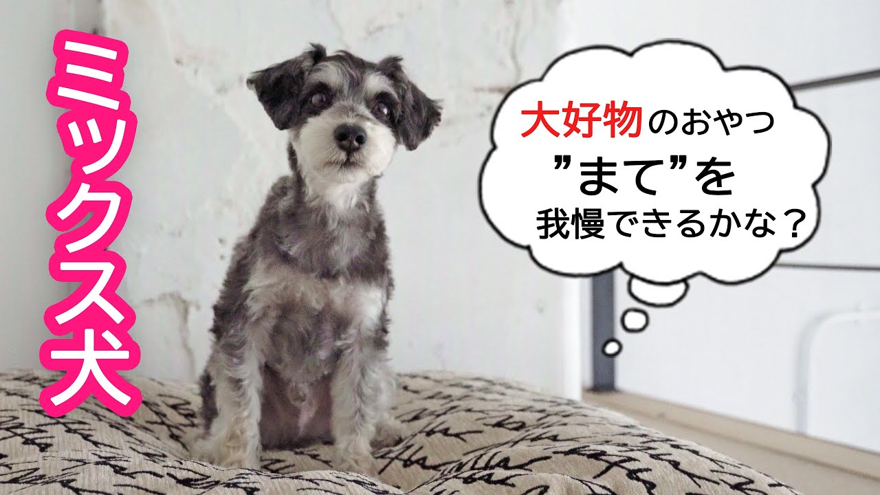 最高のコレクション シュナウザー ミックス 犬 102164-シュナウザー ミックス 犬 - freepikjokiluh