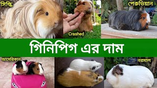 গিনিপিগ এর দাম 2023-2024 | Guinea Pig Price In Bangladesh And India | Guinea Pig Er Dam