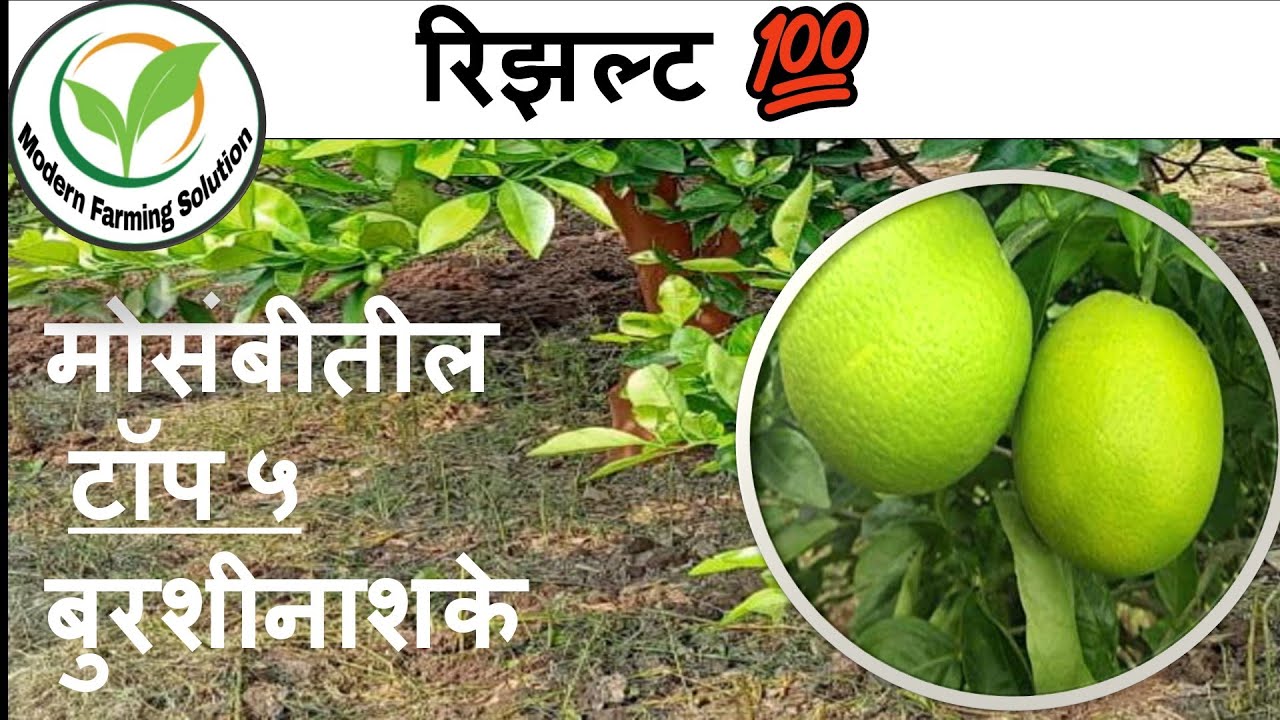 मोसंबी मधील टॉप ५ बुरशीनाशके mosambi madhil top 5 burshinashke #मोसंबी #mosambi