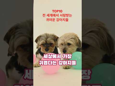 TOP 10 전 세계에서 사랑받는 귀여운 강아지들