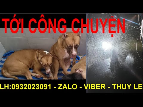 3 Chú Chó Pitbull ( Na, Beo , Lạc ) Cắn Điện Thoại Của Thuy Lê Và Cái Kết….Khiến Ai Xem Cũng…!!