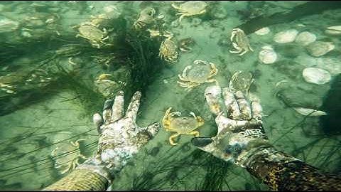 Diving for Crabs on the Oregon Coast (Catch & Cook)