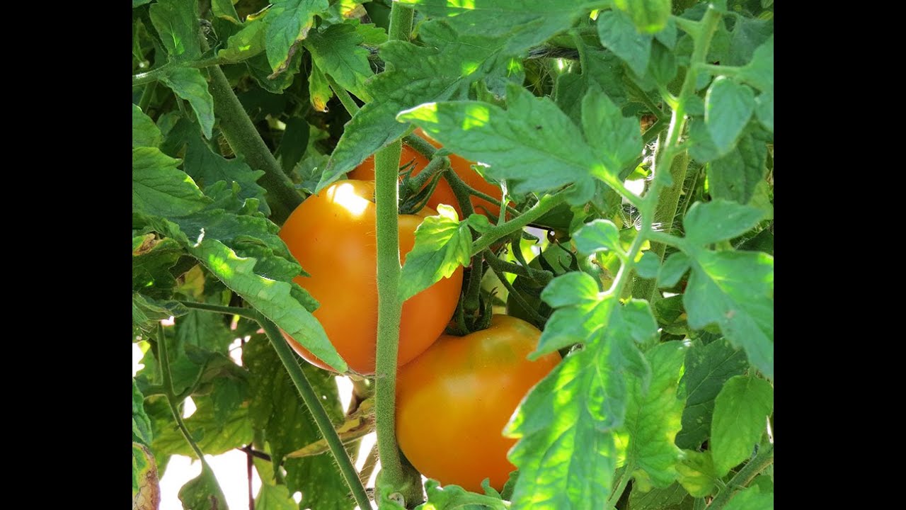 How to Plant Tomatoes: Everyone Can Grow a Garden (2020) #17