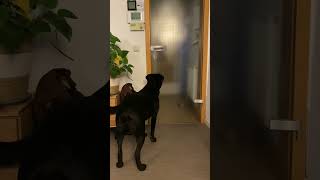 Black Labrador is a happy dog #blacklabrador #blackdog #rhodasalvacion