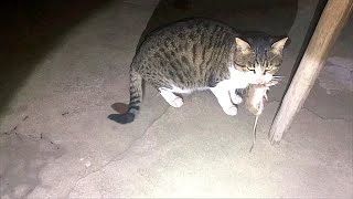 一只懂得报恩的猫叼来活老鼠给我吃