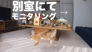 うさぎを部屋に1人にして観察してみた #729