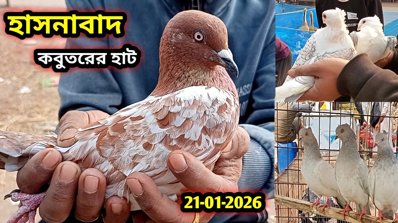 21-01-2026 হাসনাবাদ কবুতরের হাট | Hasnabad kobutor hat | Hasnabad pigeon market price bd | kabutar