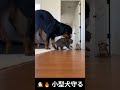 🐶🔥 小型犬守る |Protect small dogs #cat #funny #youtubeshorts #cute #pets