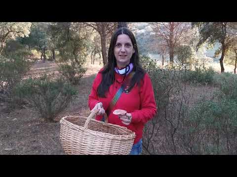 Vídeo: Per Què Són útils Els Bolets I Amb Quina Freqüència Es Poden Menjar?