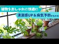 植物を清潔感UP＆病気予防する方法【おしゃれで快適】