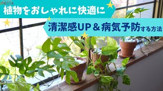 植物を清潔感UP＆病気予防する方法【おしゃれで快適】