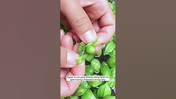 Cây tầm bóp vị thuốc quý loài rau rất tốt cho chúng ta. #câytầmbóp #hươngkhóiđồng