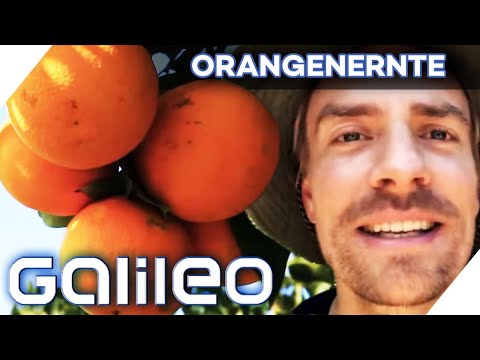 Video: Tag Der Orangengeschichten. Eine Übung