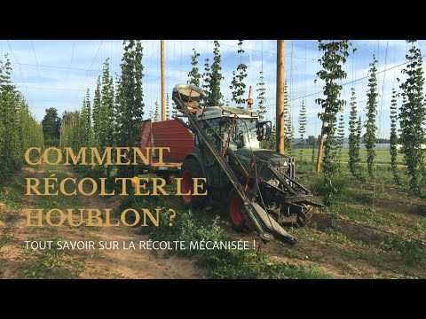 Vidéo: Les Meilleures Bières De Houblon Fraîches Pour Célébrer La Récolte Du Houblon