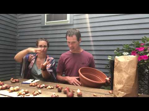 Video: Izrakt tulpi: kā uzglabāt sīpolus