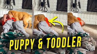 Puppy Playing With a Toddler and Tugging Him