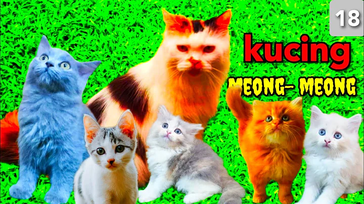 Video 3336911: cat cutecat kucing kitten, cats kittens meow kucing, kitten meow cutecats funnycats, cats meowing compilation funnycats, compilation funny cat cutecat, cats catlover kucing, cat kitty funny