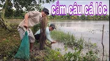 Cắm Câu Cá Lóc Mồi Nhái Và Trùng Hổ Cặp Theo Mé Mương Ruộng # SĂN BẮT ĐỒNG THÁP #