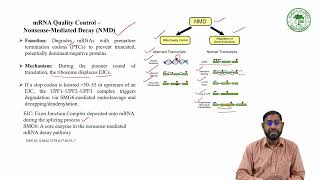 Lecture 40 - Messenger RNA: Function and regulation (Part II)