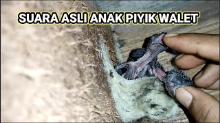 suara anak piyik burung walet