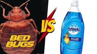 How to use DAWN Dish Soap for Bed Bugs? [COMPLETE Tutorial]