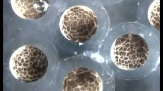 Xenopus Cleavage