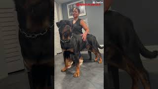 Roman rottweiler  #dog #rottweiler #dogs