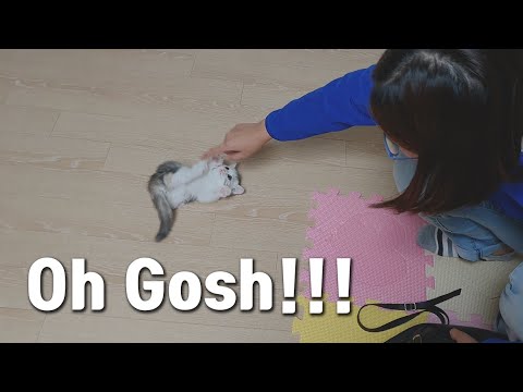 My Mom Said She Really <strong>Hates</strong> Cats, BUT..