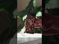 Strong Phone Meets Strong Coffee #oppo