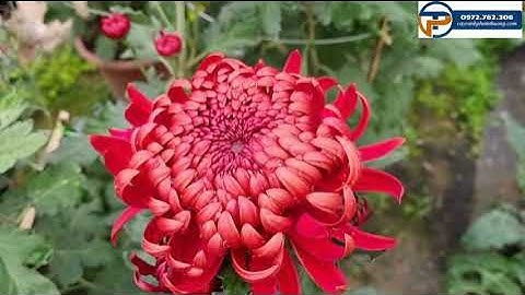 Hoa cúc mẫu đơn | Cúc mẫu đơn hoàng  gia và cúc mẫu đơn đỏ Cây Cảnh Phạm Thương