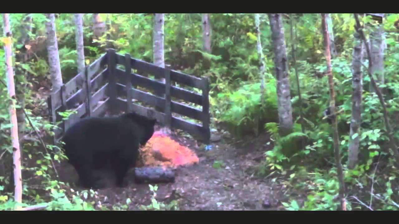 2014 Minnesota Black Bear Hunt YouTube