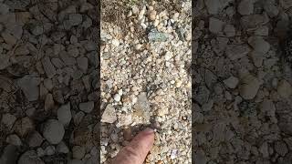 LeCroy Projectile Point Found While Metal Detecting #shorts #viral #treasure #arrowhead #beach #now