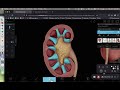 BIOL 314 Lab Exercise 40 Overview of Kidney Anatomy and Histology