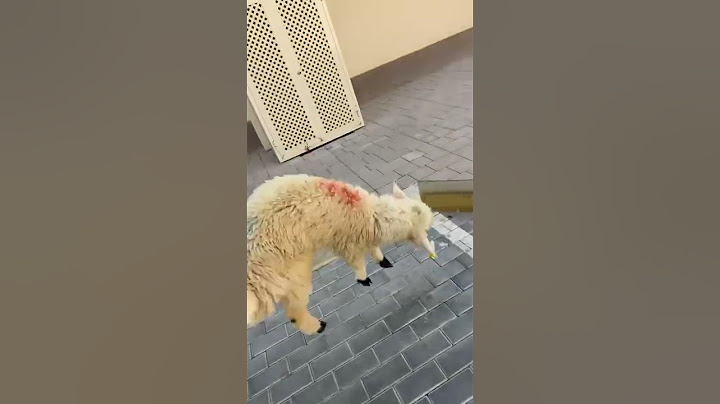 خروف نقز في وجيهم يبغى الحرية 🤭