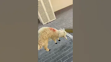 خروف نقز في وجيهم يبغى الحرية 