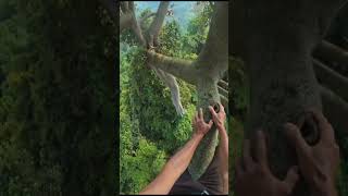 🇺🇸 "No Safety Gear: How These Men Climb 600ft Trees Barefoot"#usashorts #onlyusa