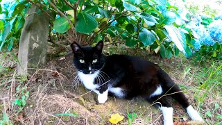 葉っぱの影で休んでいた野良猫がモフられに起きてきた