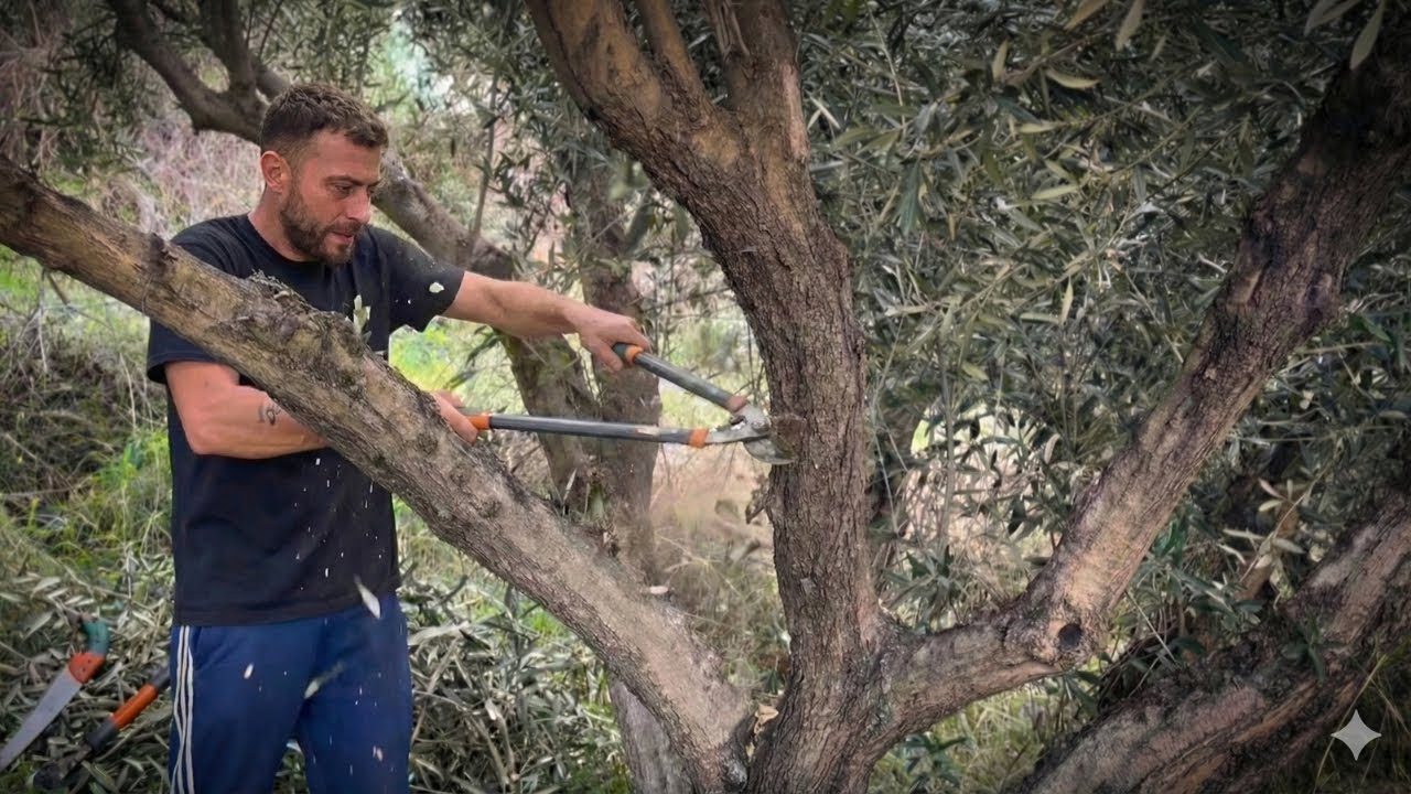 Nunca había podado un olivo… hasta hoy - Ep 31 Viviendo en el Terreno 