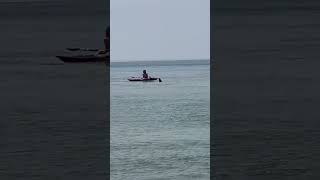 12 Foot Hammerhead Shark Filmed While Chasing Sting Rays