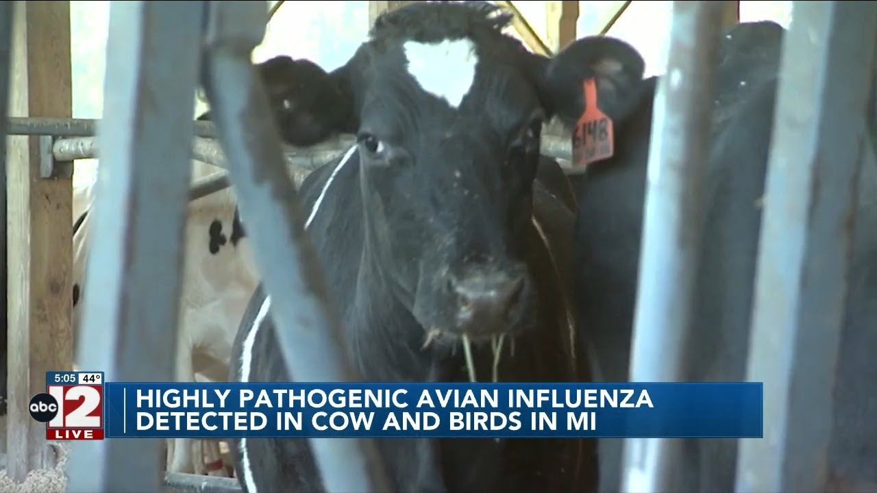 Highly Pathogenic Avian Influenza detected in birds and cow in MI - YouTube