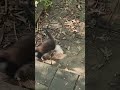 3, 2, 1 kitten knockout!