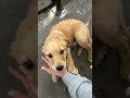 Моя осень 🍂 #enjoy #сша #америка #собака #иммиграция #красота #puppy #счастье