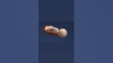*Birth stages* 3D animation video new born baby 😍 #nursing @Rushtamraj07 #nursingofficer