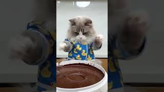 #cat #funny #funnycats #pets #cute #hack #prank #craftypuff #diyfun #duet