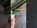 #viral #adnanmobilerepairingtriks #repair #smartphone #mobilerepairing #shorts #shortsfeed