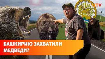 Башкирия переживает нашествие медведей? Почему хищники выходят к людям