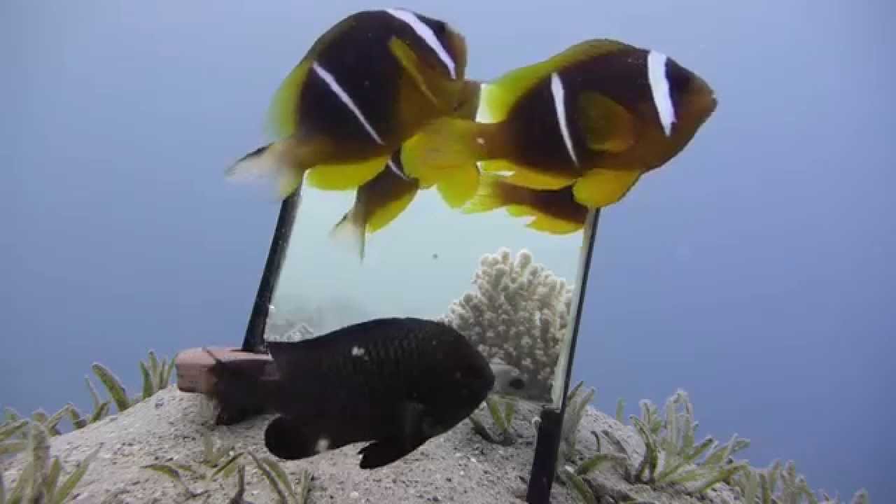 Red Sea Clown Fish and Threespot Dascyllus looking at mirror