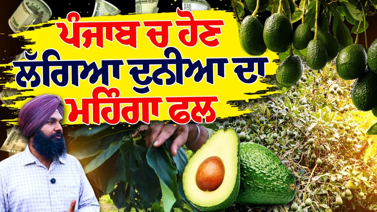 EXCLUSIVE: Farmer's Success Story, Earns Big Profit From Avocado Farming